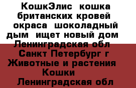 КошкЭлис -кошка британских кровей, окраса “шоколадный дым“ ищет новый дом - Ленинградская обл., Санкт-Петербург г. Животные и растения » Кошки   . Ленинградская обл.